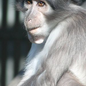 White-naped mangabey