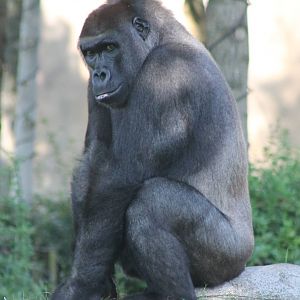 Western lowland gorilla