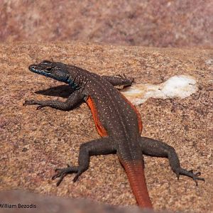 South African Lizard ID