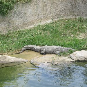 nile crocodile guadalajara zoo