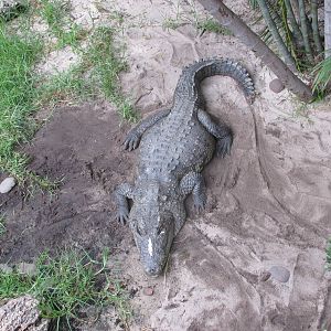 morelet`s crococodile guadalajara zoo
