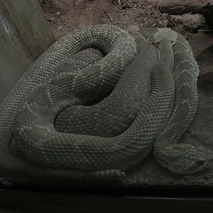 mexican west coast rattlesnake guadalajara zoo