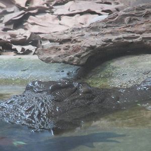 nile crocodile guadalajara zoo