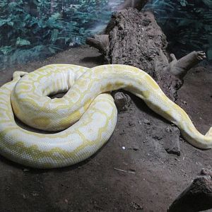 burmese python guadalajara zoo