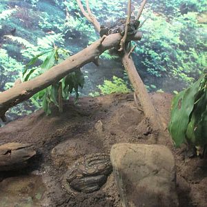 boa constrictors guadalajara zoo