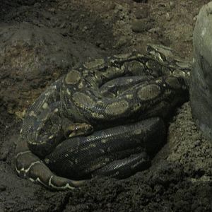 boa constrictors guadalajara zoo