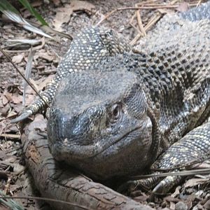 rock monitor guadalajara zoo