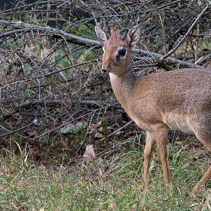 Kirks dik-dik : Twycross : 03 Oct 2014
