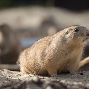 Black-tailed prairie dog : Twycross : 03 Oct 2014