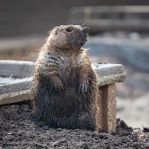Black-tailed prairie dog : Twycross : 03 Oct 2014