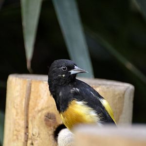 Monserrat Oriole in Brilliant Birds