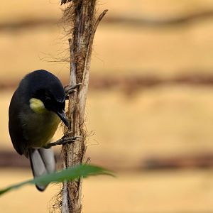 Blue Crowned Laughing Thrush in Brilliant Birds