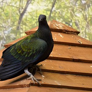 Nicobar pigeon in Brilliant Birds