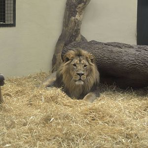 Asiatic lion-Jayendra