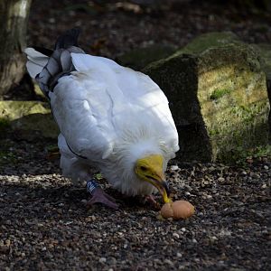 Egyptian Vulture eating an egg