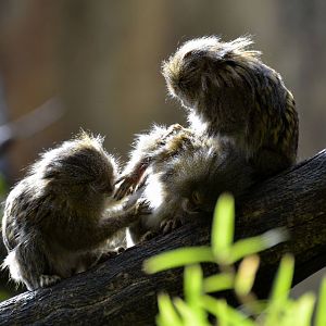 Pygmy Marmosets in the Magic Forest
