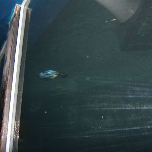 Common Guillemot under water