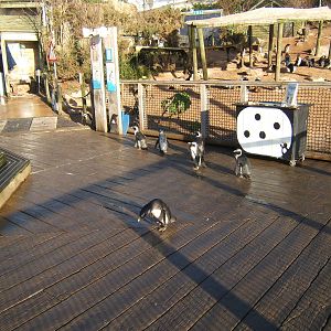 Black-footed Penguin