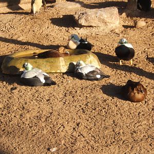 King and Spectacled Eiders