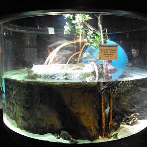 View of Four-eyed Fish Tank