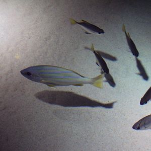 Common Blue Stripe Snapper and Mono