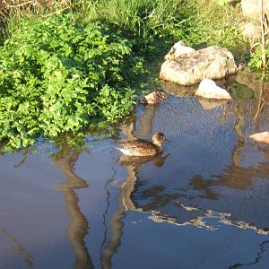 Green-winged Teal