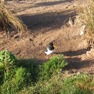Oystercatcher