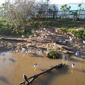 View of part of Wader Beech