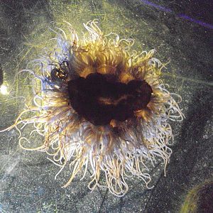 Snake-lock Anemone from below