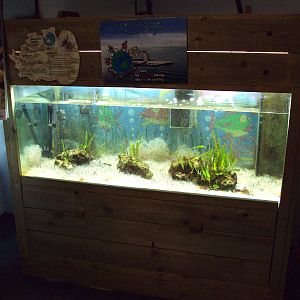 Upside-down Jellyfish tank