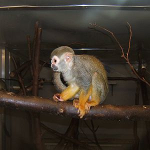 Common Squirrel Monkey