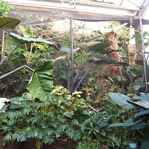 Aviary built inside Tropical house for White-crested Laughing Thrush