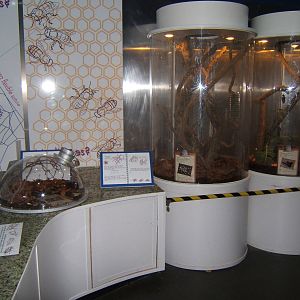 View inside Investigate Incredible Inverts