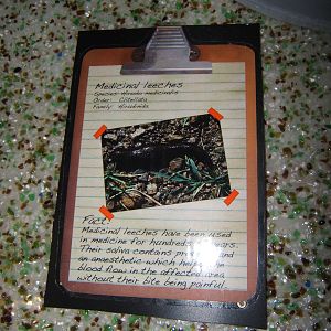 Signage style in Investigate Incredible Inverts