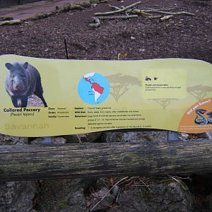 Collared Peccary signage