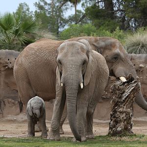 father, mother, daughter