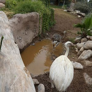 rhea exhibit