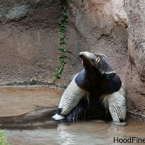 anteater in pond