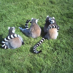 Lemurs