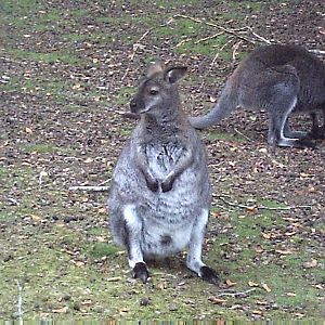 Wallaby
