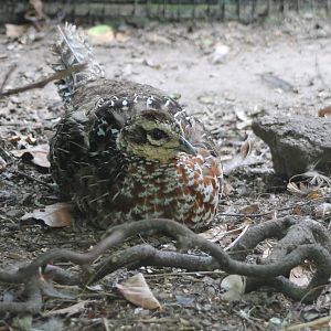 Reeve's pheasant hen