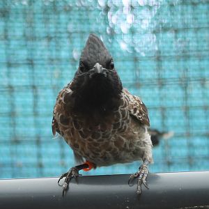 Red-vented bulbul