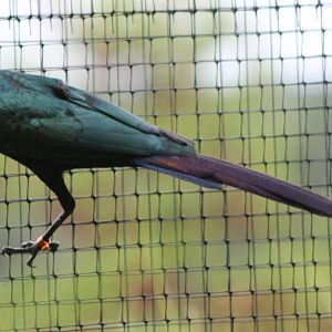 Long-tailed glossy starling