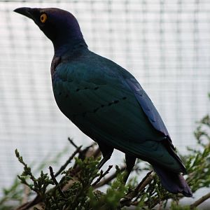 Purple glossy starling