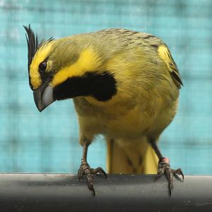 Yellow cardinal