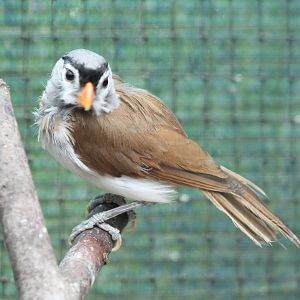 Grey-headed parrotbill