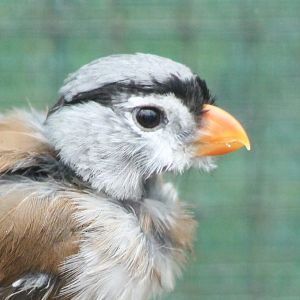 Grey-headed parrotbill