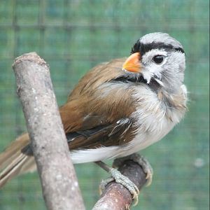 Grey-headed parrotbill