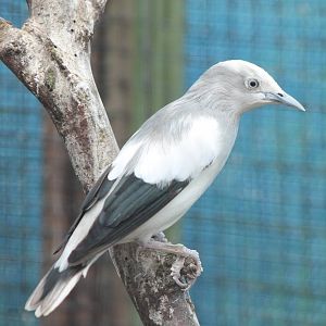 White-shouldered starling