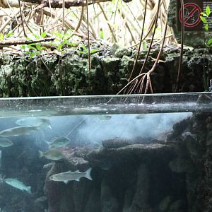 Mangrove aquarium